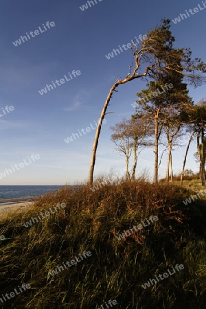 wilder Weststrand auf dem Darss, Ostsee