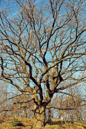 Kahler Baum in Herbstsonne