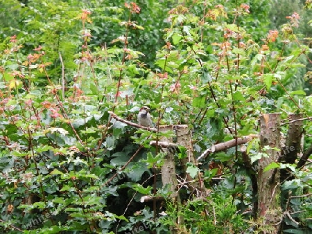 Vogel im Busch