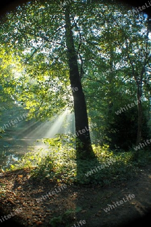 sonnenlicht im berliner tiergarten