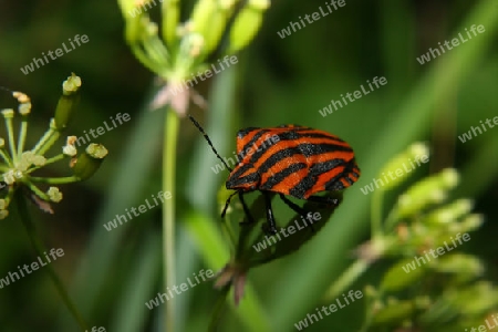 Streifenwanze (Graphosoma lineatum)