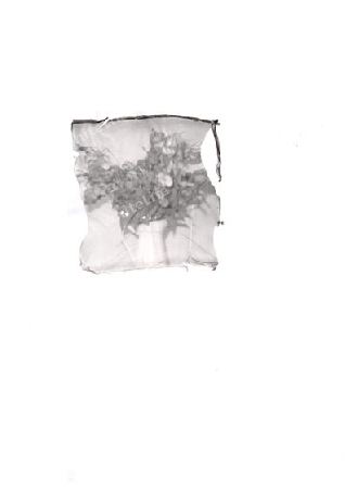 Emulsion Lift