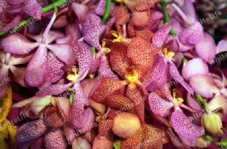 flowers at the flowermarket at the Pak Khlong Markt in Banglamphu in the city of Bangkok in Thailand in Suedostasien.