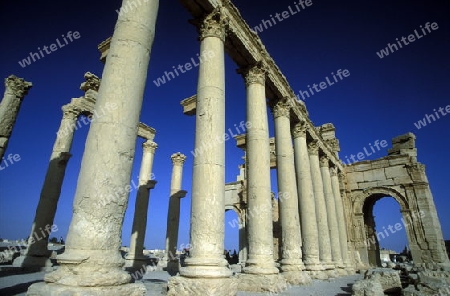 Die Ruinen von Palmyra in der Wueste Faydat in Syrien im Mittleren Osten in Arabien.