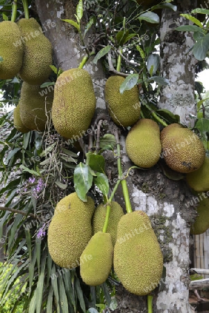 Jackfruechte an einem Baum beim Dorf Mae Hong Son im norden von Thailand in Suedostasien.