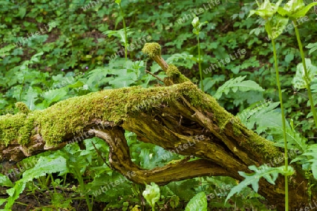 Natur in Westkarpaten - Slowakei 