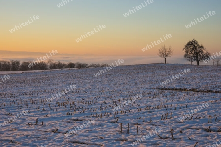 Schneelandschaft