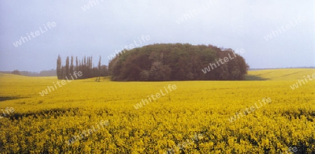 Rapsfeld im Regen