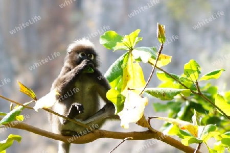 Thailand, s?dlicher Brillenlangur