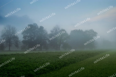 Morgennebel