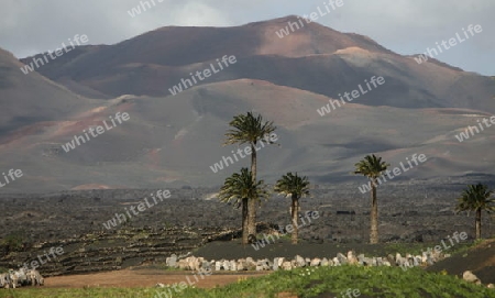 The volcanic Hills and Palmtrees on the Island of Lanzarote on the Canary Islands of Spain in the Atlantic Ocean.
