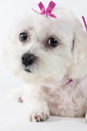 Stock Photo:  White Maltese Terrier