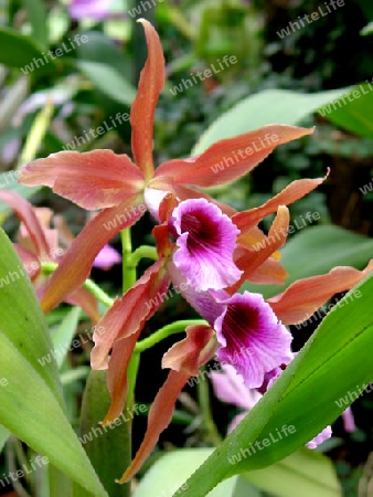 Orchidee - cattleya Hybride