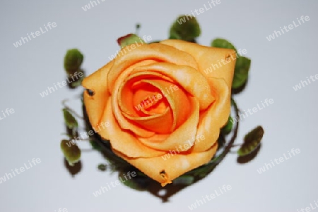 Orange Rose