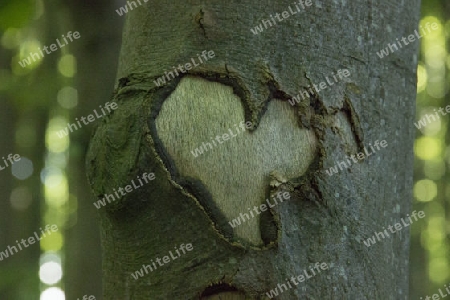 Auch ein Baum hat Herz