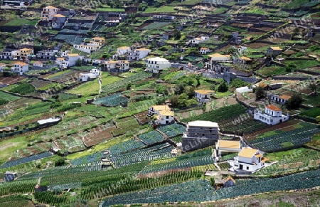 Die Landwirtschaft beo Santo Antonio bei Funchal im sueden der Insel Madeira im Atlantischen Ozean, Portugal.