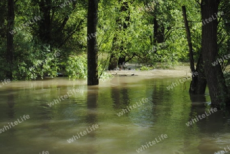 Hochwasser Rhein-Neckar