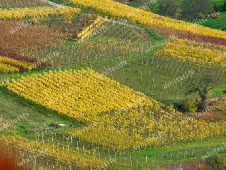 Weinberge im Herbst  4