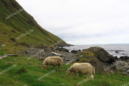 Lofoten-Schafe