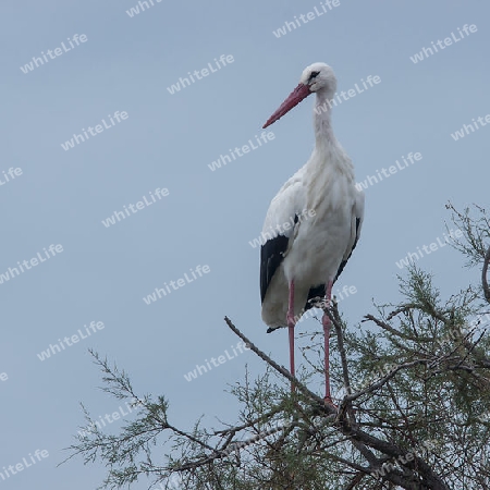 Weissstorch