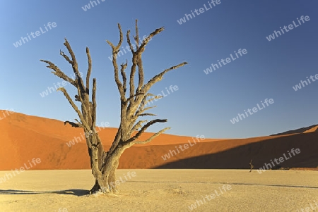 Kameldornb?ume (Acacia erioloba), auch Kameldorn oder Kameldornakazie im letzten Abendlicht,  Namib Naukluft Nationalpark, Deadvlei, Dead Vlei, Sossusvlei, Namibia, Afrika