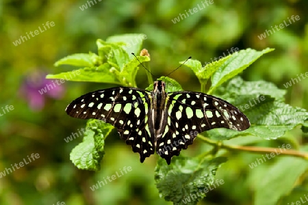 Exotischer Schmetterling