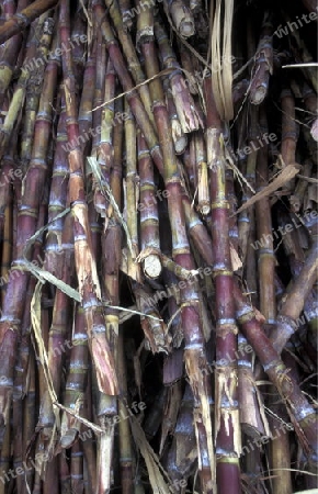 a zugar plantation in the village of Ribeira Grande on the Island of Santo Antao in Cape Berde in the Atlantic Ocean in Africa.  