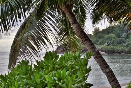 Beautiful palm trees at the beach on the tropical paradise islands Seychelles