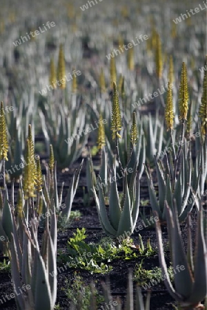 a Aloe Vera Plantation on the Island Fuerteventura on the Canary island of Spain in the Atlantic Ocean.