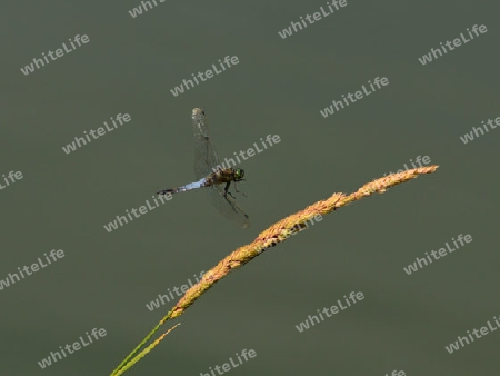 Gro?er Blaupfeil M?nnchen (Orthetrum cancellatum)