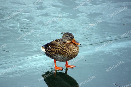 Ente