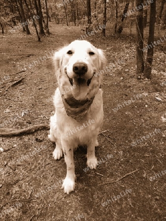 Golden Retriever Sepia