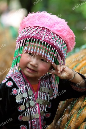 Traditionelle Taenzerinnen tanzen beim Wat Phra That Doi Suthep Tempel in Chiang Mai im Norden von Thailand. 