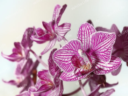 Orchidee