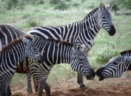 Zebra, Herde, in, Zsavo, Ost, Kenya, Kenia, Afrika