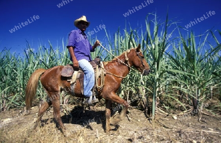 a Farmer near the city of Holguin on Cuba in the caribbean sea.