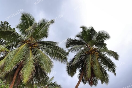 Beautiful palm trees at the beach on the tropical paradise islands Seychelles