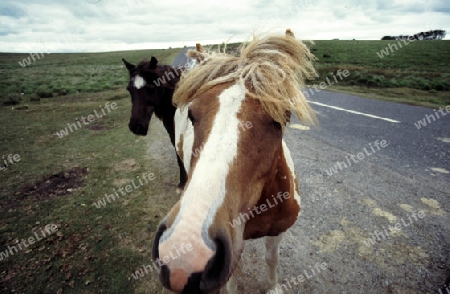 Dartmoorpony