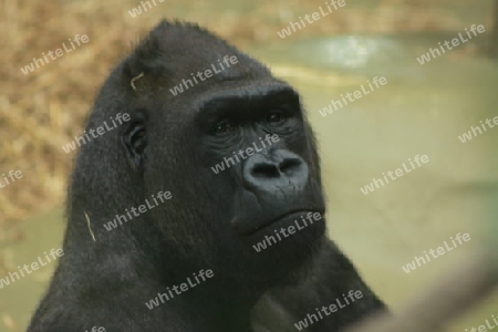 Portrait eines Gorillas