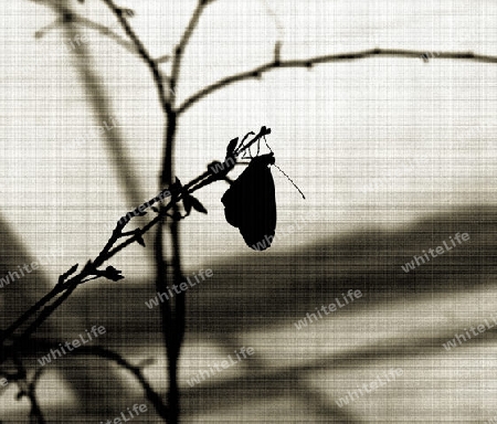 Schmetterling in Schwarz-Wei?