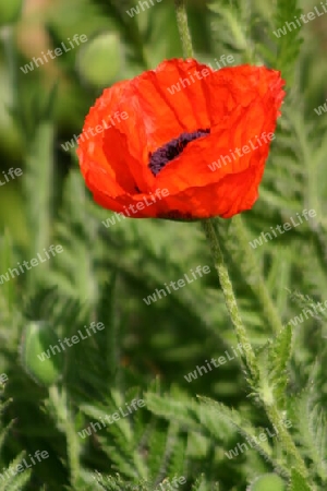 Roter Mohn macht süchtig