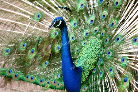 Pfau