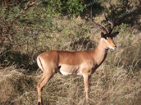 Impala, Bock, in, Tsavo, West, Kenya, Kenia, Afrika