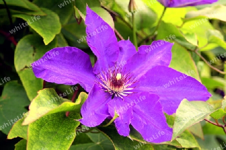 lila bl?te einer clematis