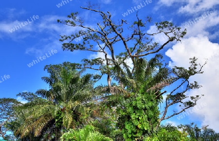 Beautiful impressions of the tropical landscape paradise on the Seychelles islands