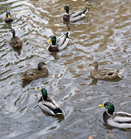 high angle shot of some swimming wild ducks