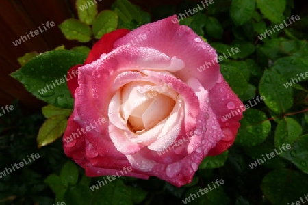 Rose mit Tautropfen