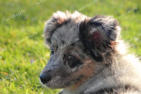 Australian Shepard Welpe