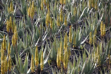 a Aloe Vera cactus Plantation the Island of Lanzarote on the Canary Islands of Spain in the Atlantic Ocean. on the Island of Lanzarote on the Canary Islands of Spain in the Atlantic Ocean.
