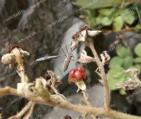 Wiesenschnake in Brombeere I